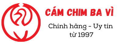 Cám chim Ba Vì – Chính hãng – Uy tín từ năm 1997
